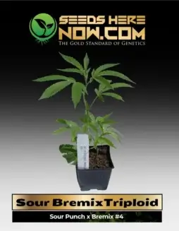 Vibrant Sour BremixTriploid Clones showcasing lush green foliage and citrus aroma