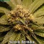 Sour Bubba (Feminized) - Katsu Seeds