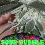Sour Bubble (Regular) - BOG Seeds