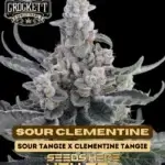 Sour Clementine (Feminized) - Crockett Family Farms