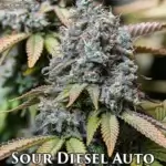 Sour Diesel (Autoflower) - Automatically Delicious