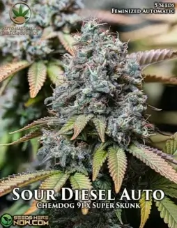 Sour Diesel Auto autoflower cannabis seeds featuring 18(space)22% THC and citrus, diesel aromas