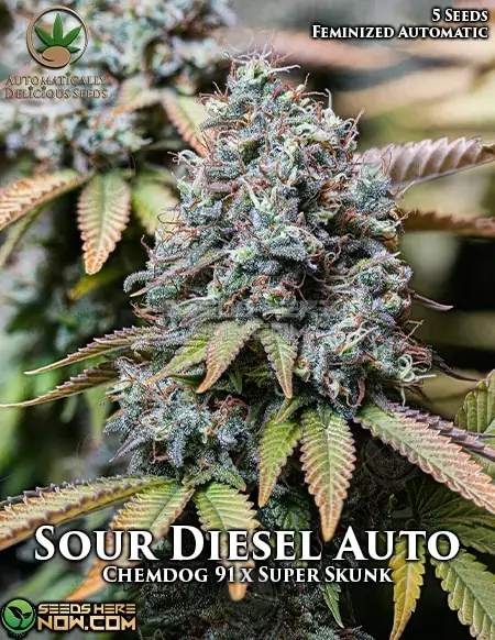 Sour Diesel Auto autoflower cannabis seeds featuring 18-22% THC and citrus, diesel aromas