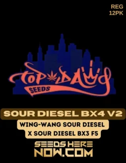 Top Dawg Seeds Sour Diesel BX4 V2 cannabis seeds, featuring sour lemon and burnt rubber aromas with a citrus and diesel flavor