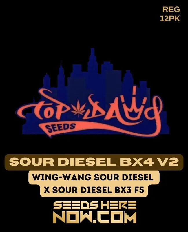 Top Dawg Seeds Sour Diesel BX4 V2 cannabis seeds, featuring sour lemon and burnt rubber aromas with a citrus and diesel flavor