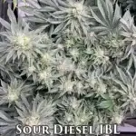 Sour Diesel IBL (Regular) - Katsu Seeds