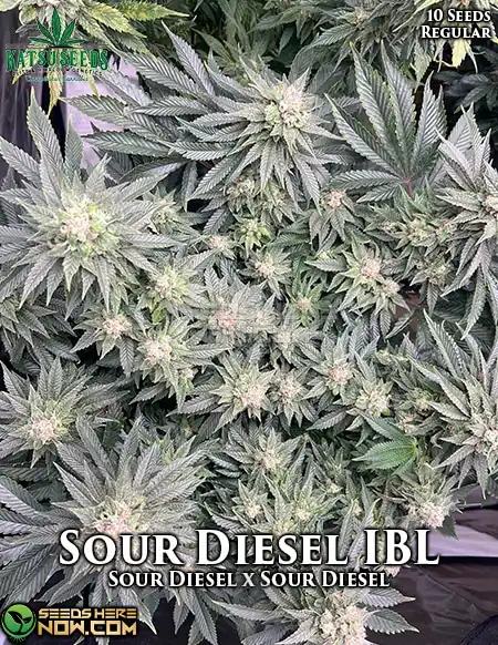 Pack of Sour Diesel IBL Regular Cannabis Seeds by Katsu Seeds