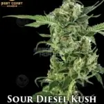 Sour Diesel Kush (Regular) - Best Coast Genetics