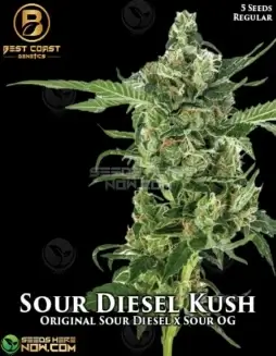 Image of Sour Diesel Kush cannabis seeds by Best Coast Genetics