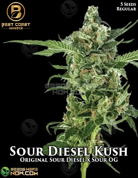 Image of Sour Diesel Kush cannabis seeds by Best Coast Genetics
