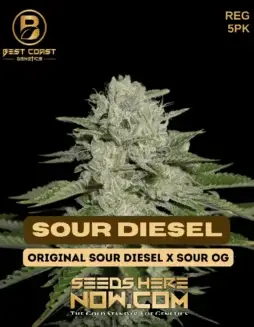 Sour Diesel cannabis seeds by Best Coast Genetics, featuring a potent sativa(space)dominant blend with a diesel, citrus aroma.