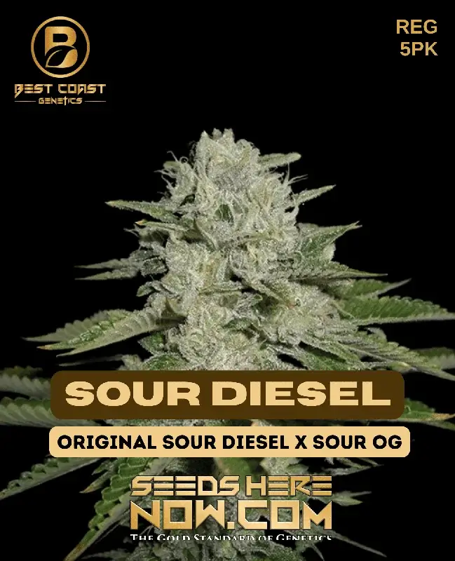 Sour Diesel cannabis seeds by Best Coast Genetics, featuring a potent sativa-dominant blend with a diesel, citrus aroma.