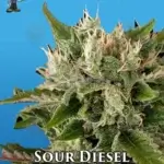 Sour Diesel S1 (Feminized) - Dr. Blaze