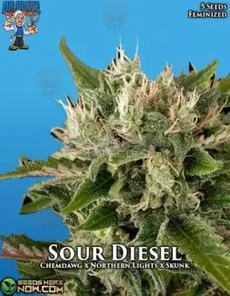 Pack of Sour Diesel S1 Feminized Cannabis Seeds by Dr. Blaze featuring high THC content and Sativa dominance