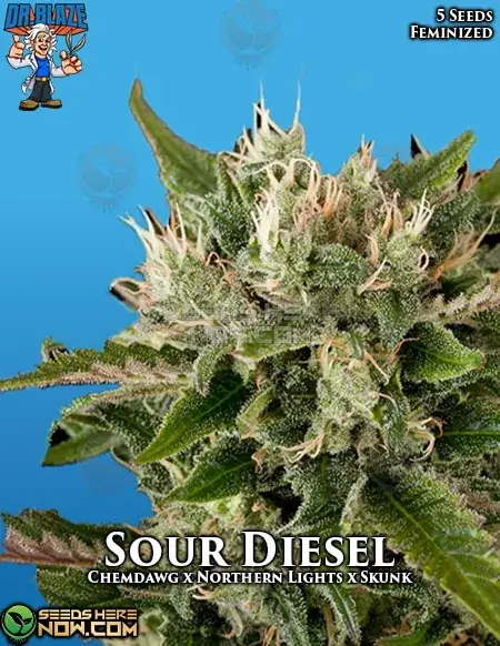 Pack of Sour Diesel S1 Feminized Cannabis Seeds by Dr. Blaze featuring high THC content and Sativa dominance