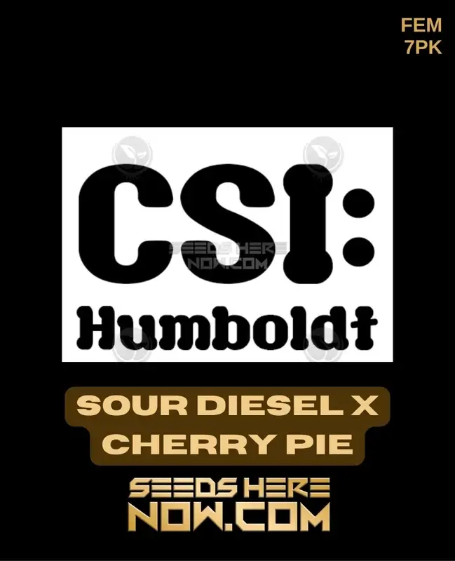 Close-up of Sour Diesel x Cherry Pie feminized cannabis seeds by CSI Humboldt
