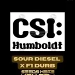 Sour Diesel x F1 Durb (Feminized) - CSI Humboldt