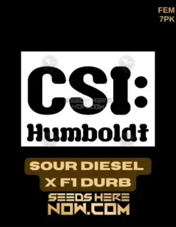 Sour Diesel x F1 Durb Feminized Seeds (space) Sativa Dominant, 18(space)22% THC, Aromatic Diesel and Citrus Notes