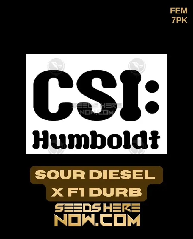 Sour Diesel x F1 Durb Feminized Seeds - Sativa Dominant, 18-22% THC, Aromatic Diesel and Citrus Notes