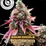 Sour Dizzle (Feminized) - Happy Dreams Genetics