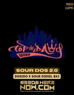 Sour Dos 2.0 cannabis seeds, a Sativa(space)dominant hybrid by Top Dawg Seeds featuring Do(space)Si(space)Dos and Sour Diesel BX3 lineage