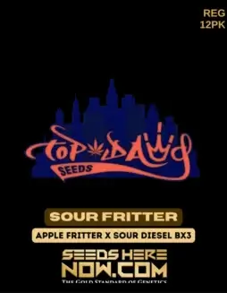 Sour Fritter regular seeds pack, hybrid strain by Top Dawg Seeds featuring Apple Fritter and Sour Diesel BX3 genetics