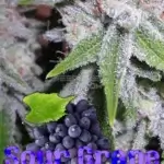 Sour Grape (Regular) - BOG Seeds