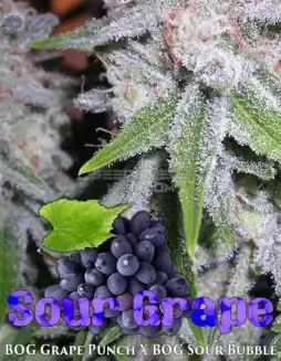 Sour Grape Regular Seeds (space) Indica Dominant Cannabis Strain by BOG Seeds