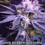 Sour Hebrew National (Regular) - Best Coast Genetics