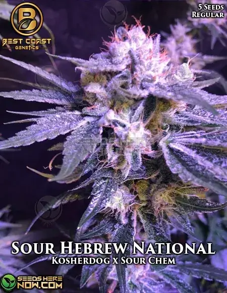 Sour Hebrew National regular cannabis seeds by Best Coast Genetics featuring Kosher OG, Guava Chem, and Sour Chem lineage