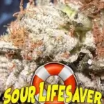 Sour Lifesaver (Regular) - BOG Seeds