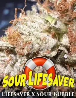 Sour Lifesaver Regular Seeds (space) Indica Dominant Strain with Citrus and Earthy Aromas