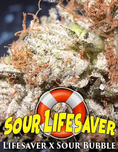 Sour Lifesaver Regular Seeds - Indica Dominant Strain with Citrus and Earthy Aromas