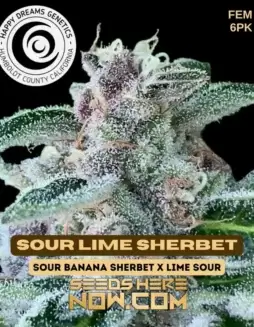 Sour Lime Sherbet cannabis seeds by Happy Dreams Genetics featuring citrus, lime, and sherbet flavors