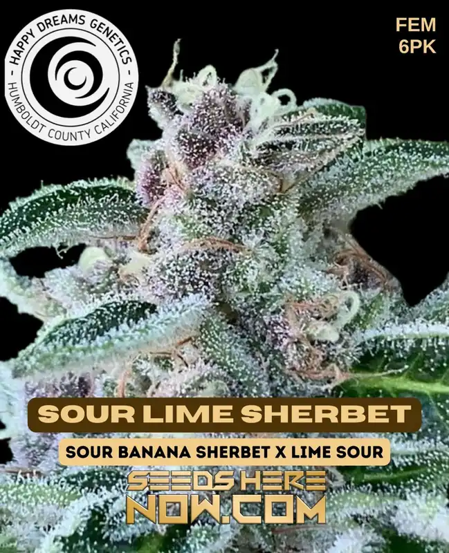 Sour Lime Sherbet cannabis seeds by Happy Dreams Genetics featuring citrus, lime, and sherbet flavors