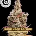 Sour Lime Tangie (Feminized) - Happy Dreams Genetics