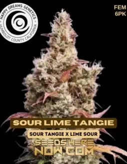 Sour Lime Tangie cannabis seeds in packaging, high THC, citrus aroma