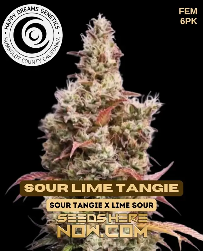 Sour Lime Tangie cannabis seeds in packaging, high THC, citrus aroma