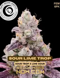 Sour Lime Trop Feminized Seeds by Happy Dreams Genetics featuring zesty lime and tropical citrus flavors