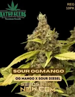 Sour OG Mango cannabis seeds by Katsu Seeds, featuring OG Mango and Sour Diesel lineage
