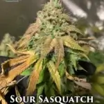 Sour Sasquatch (Regular) - Katsu Seeds