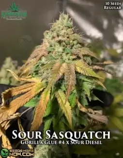 Close(space)up of Sour Sasquatch cannabis seeds by Katsu Seeds, a hybrid of Gorilla Glue #4 and Sour Diesel
