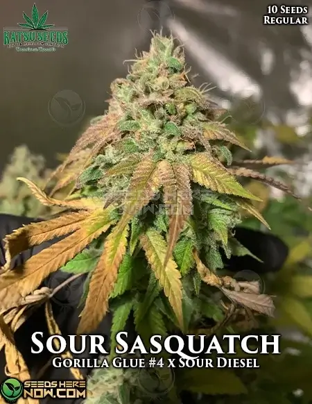 Close-up of Sour Sasquatch cannabis seeds by Katsu Seeds, a hybrid of Gorilla Glue #4 and Sour Diesel