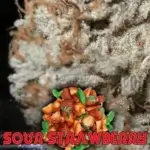 Sour Strawberry (Regular) - BOG Seeds