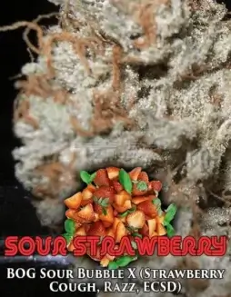 Image of Sour Strawberry cannabis seeds by BOG Seeds