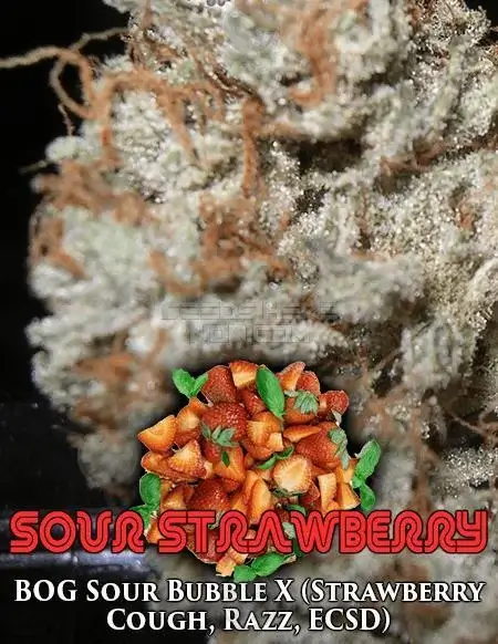 Image of Sour Strawberry cannabis seeds by BOG Seeds