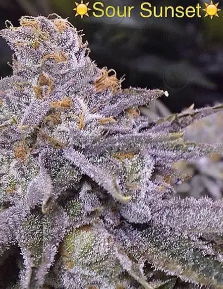 Cropped image of Sour Sunset cannabis seeds from Crockett Family Farms