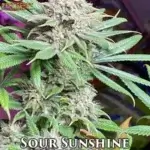 Sour Sunshine (Regular) - Best Coast Genetics