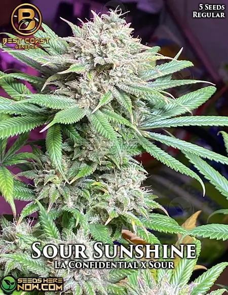Sour Sunshine Cannabis Seeds by Best Coast Genetics featuring LA Confidential and Sour lineage