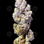 Sour Tangie (Regular) - Crockett Family Farms